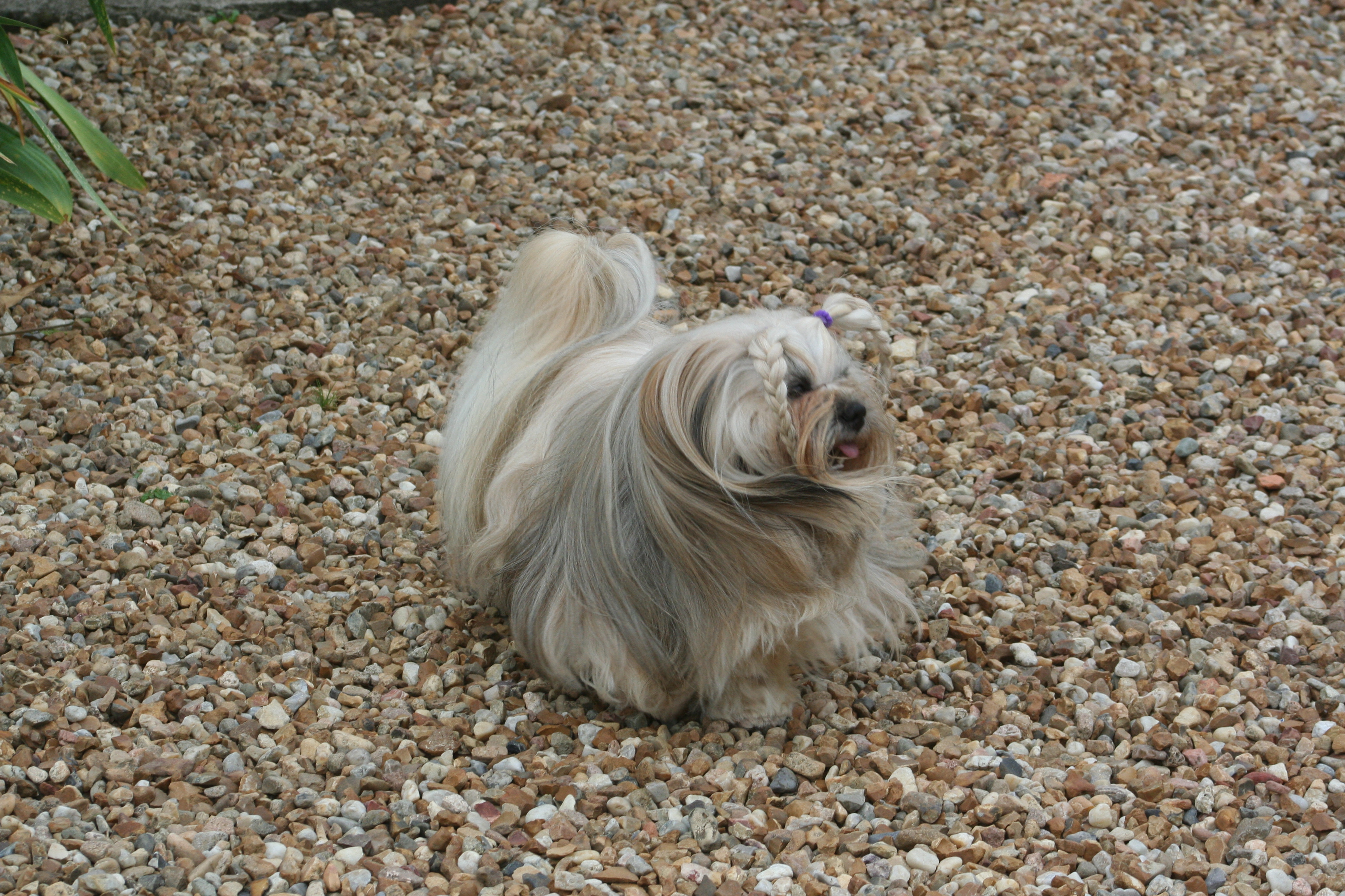 TAO DS GRAVIERS BOUCHOT